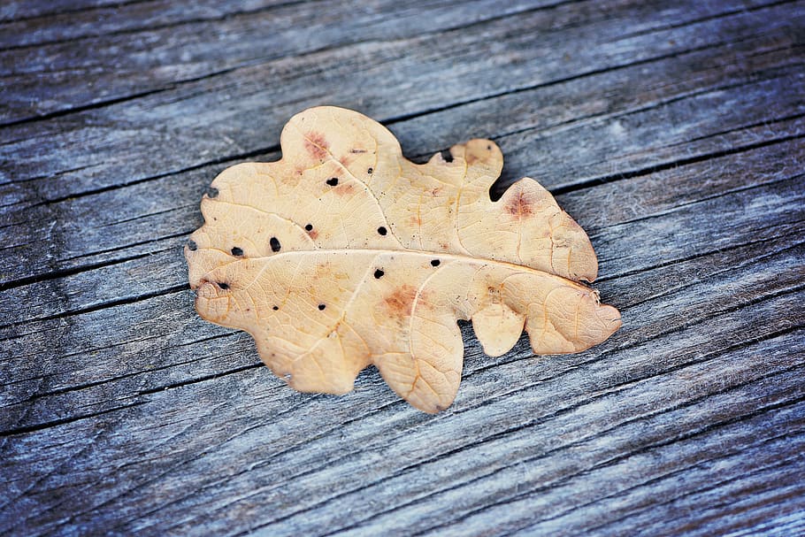 leaf, oak leaf, dried, wood, weathered, grey, close, wood - material HD wallpaper