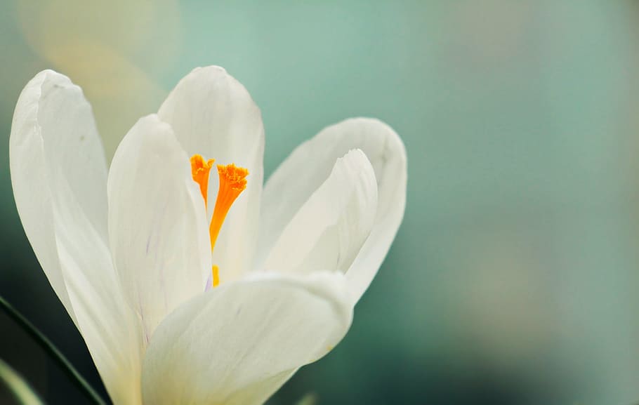 white crocus flower selective focus photography, spring, spring flower, HD wallpaper