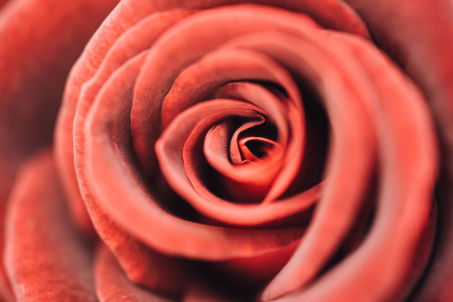 red, petal, rose, beauty in nature, flower, rose - flower, flowering plant HD wallpaper