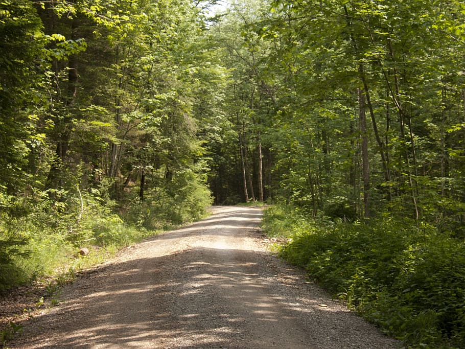 forest, forest path, hiking, migratory path, tree, plant, direction HD wallpaper