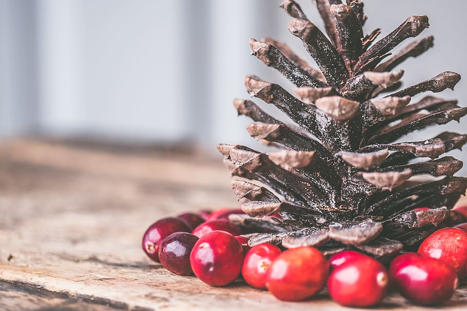 Pine cone Surrounded by Red Coffee Beans, blur, close-up, focus HD wallpaper