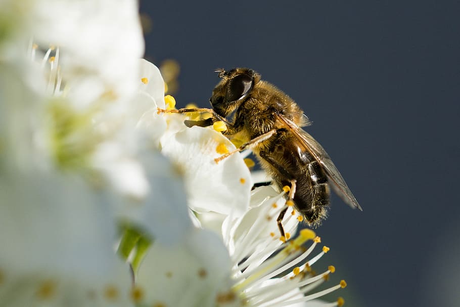 black and yellow honey bee perched on white flowers close-up photo HD wallpaper