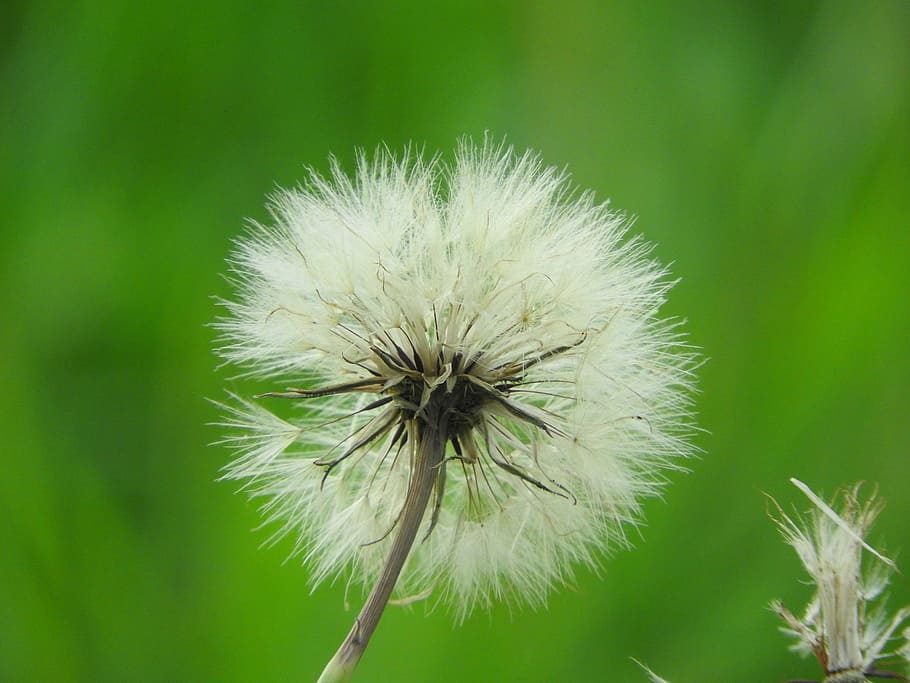 dandelion, close, pointed flower, nature, plant, close-up, summer HD wallpaper