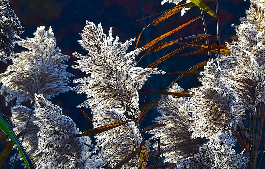reed, sunlight, nature, glow, sunshine, phragmites, rural, sunny HD wallpaper