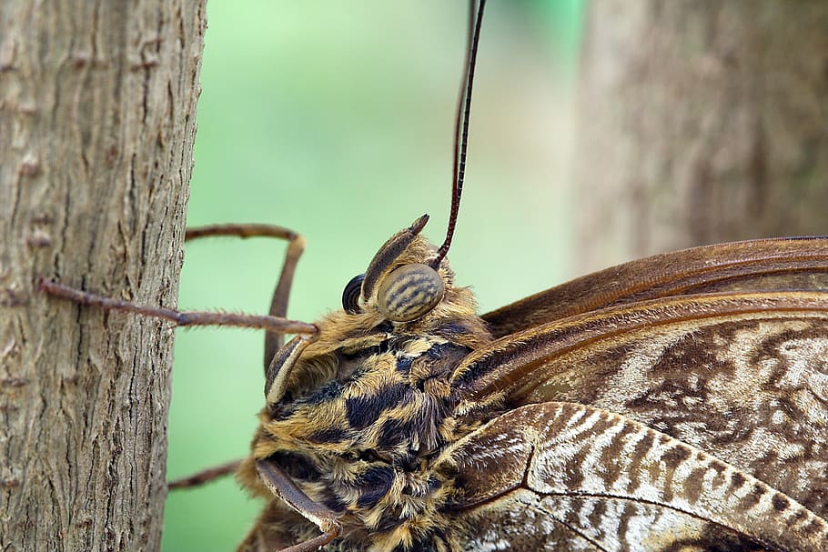 butterfly, macro, close up, wing, insect, pattern, brown, tropical HD wallpaper