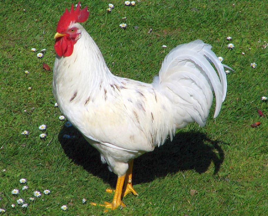 red and white chicken on green grass, rooster, poultry, bird