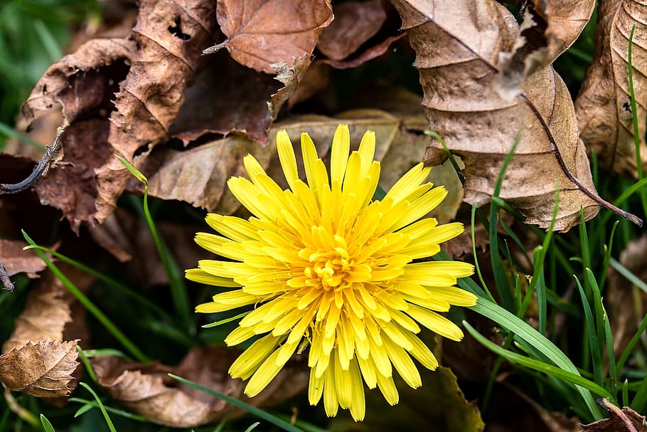 selective focus photography of yellow dandelion flower, common dandelion, HD wallpaper