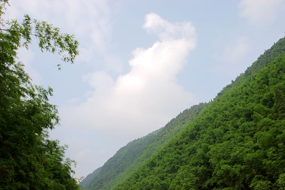 the scenery, mountain, bamboo, tree, plant, beauty in nature HD wallpaper