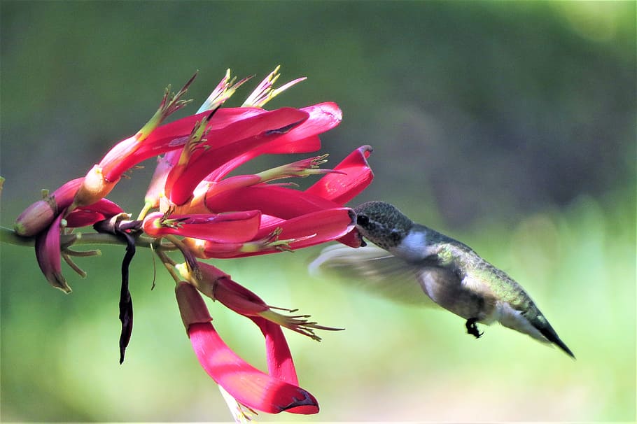hummingbird, feeding, firecracker vine, red, wildlife, animal themes HD wallpaper