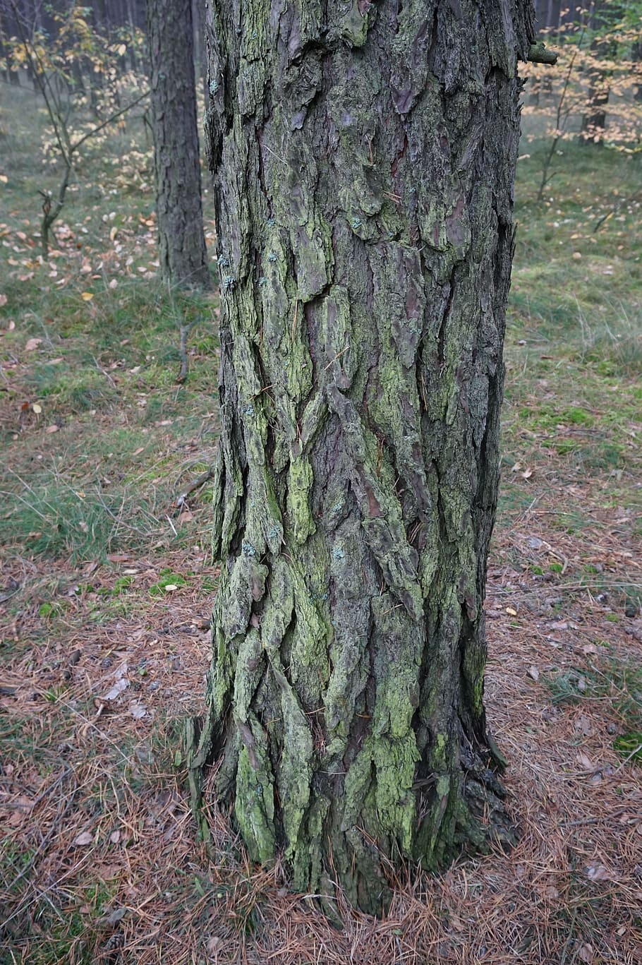 pine, the bark, tree, trunk, coniferous, nature, iglak, texture HD wallpaper