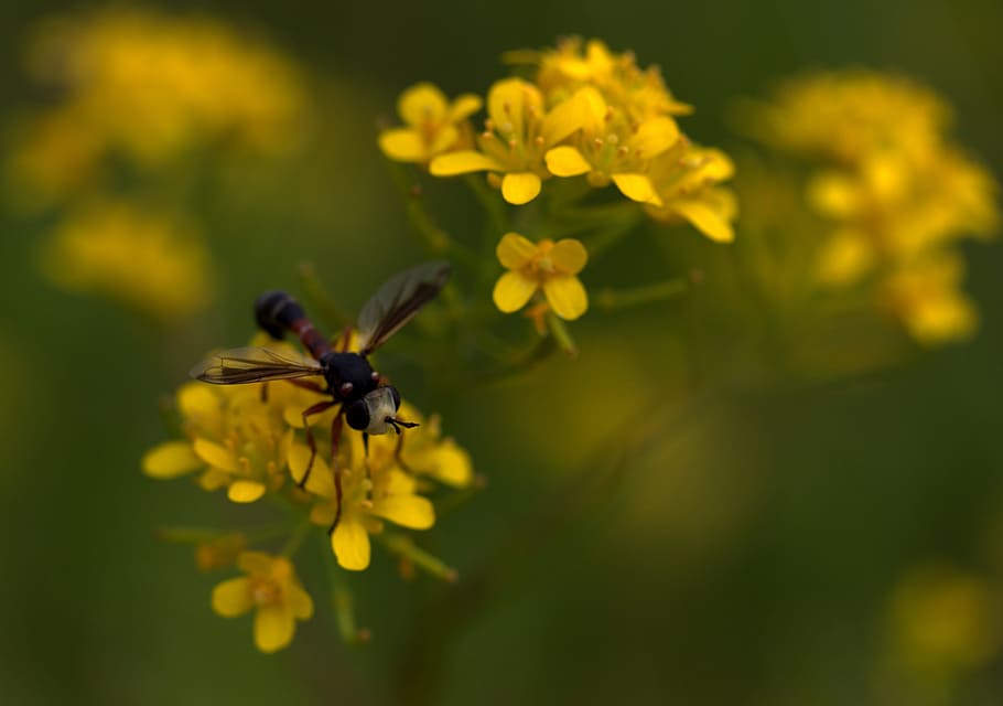 Wasp, Flower, Yellow, Petals, Nature, wild, bee, insect, springtime HD wallpaper