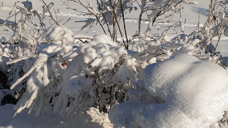 Snow, Landscape, Winter, Blast, winter blast, berry red, cold temperature HD wallpaper