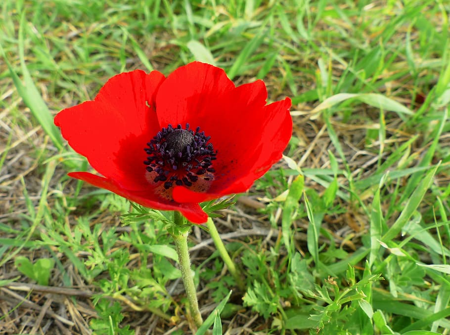 Anemone, Nature, Flower, red, green, natural, negev, israel HD wallpaper