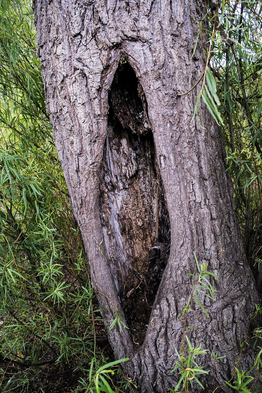 trunk, tree, cut trunk, tree bark, tree trunk, plant, growth HD wallpaper