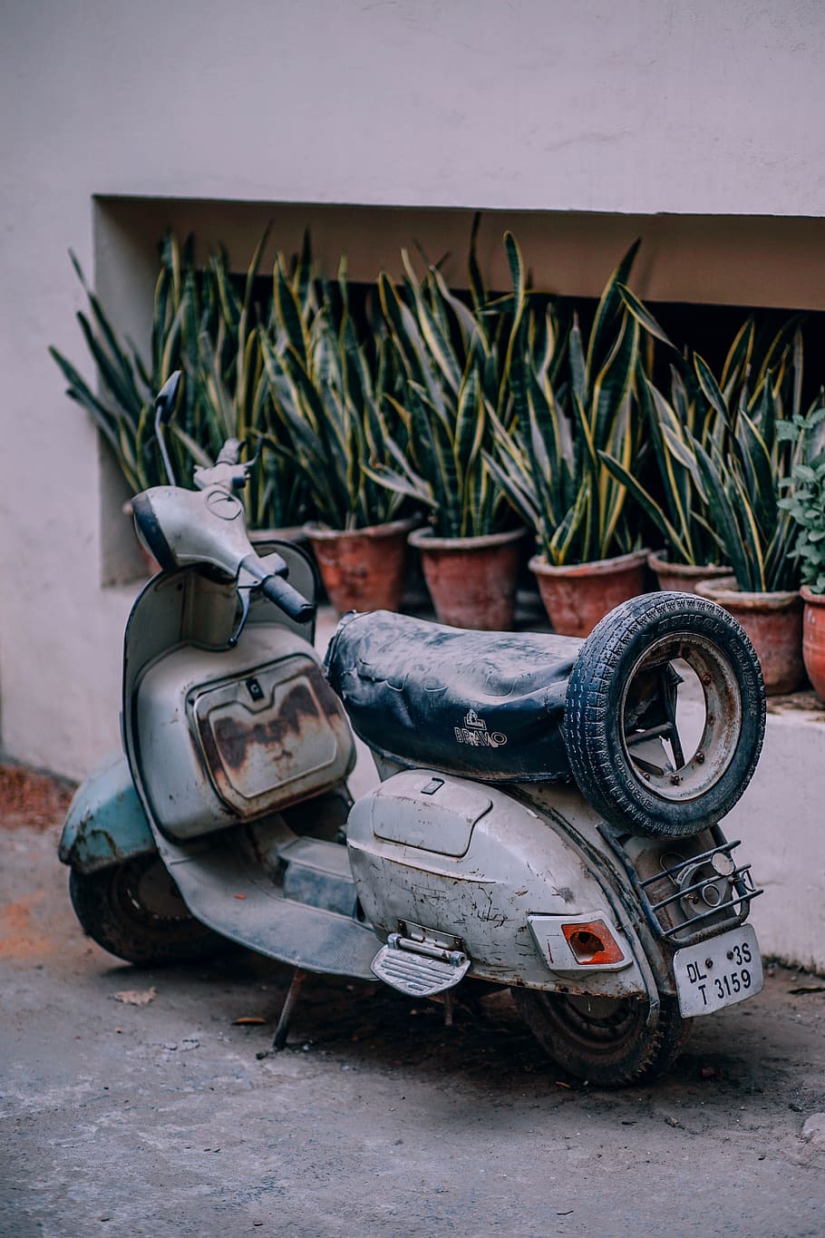 grey motor scooter parked near snake plants at daytime, ancient