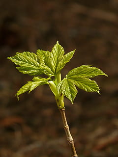 norway maple, acer platanoides, needle leaf maple, aceraceae HD wallpaper