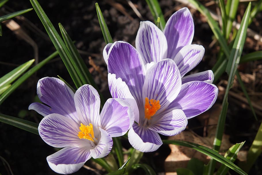 crocus, flower, mauve and white, springtime, blossom, purple HD wallpaper