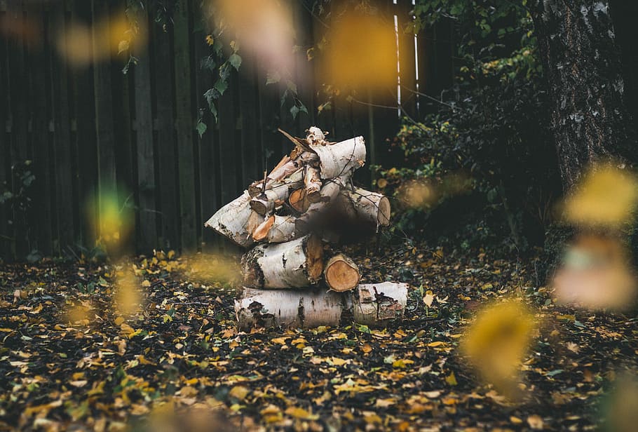 chopped logs, pile of wood logs near trees, photographer, autumn HD wallpaper
