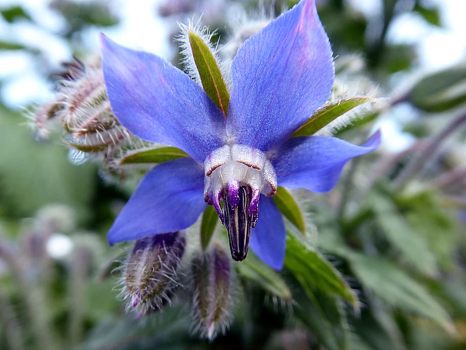 borage, flower, blue, summer, flowering plant, purple, freshness HD wallpaper