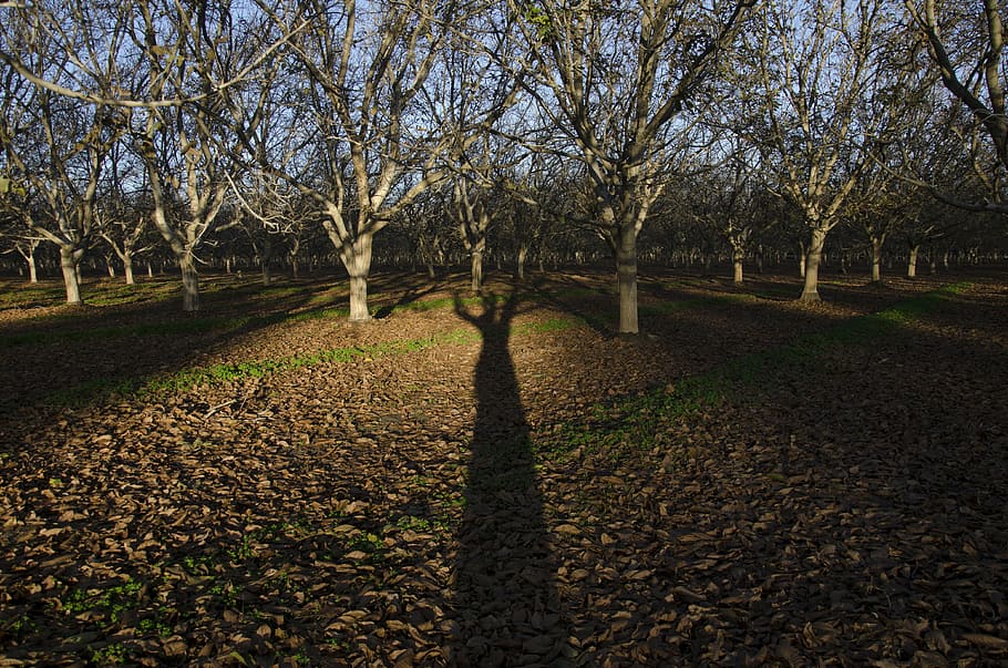 trees, shadow, orchard, forest, landscape, farm, outdoors, autumn HD wallpaper