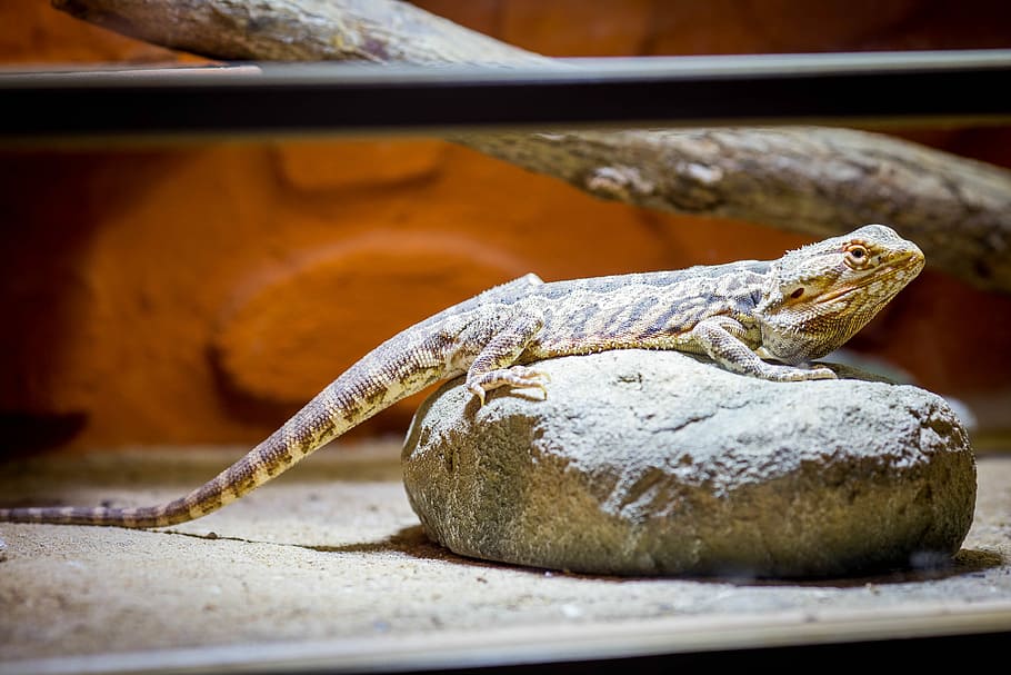 Reptile, Lizard, Creature, Dragon, bearded dragon, one animal HD wallpaper