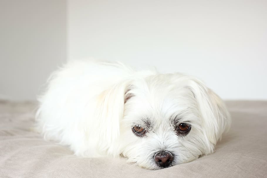 white Maltese puppy lying on mat, dog, canine, pets, white dog, HD wallpaper
