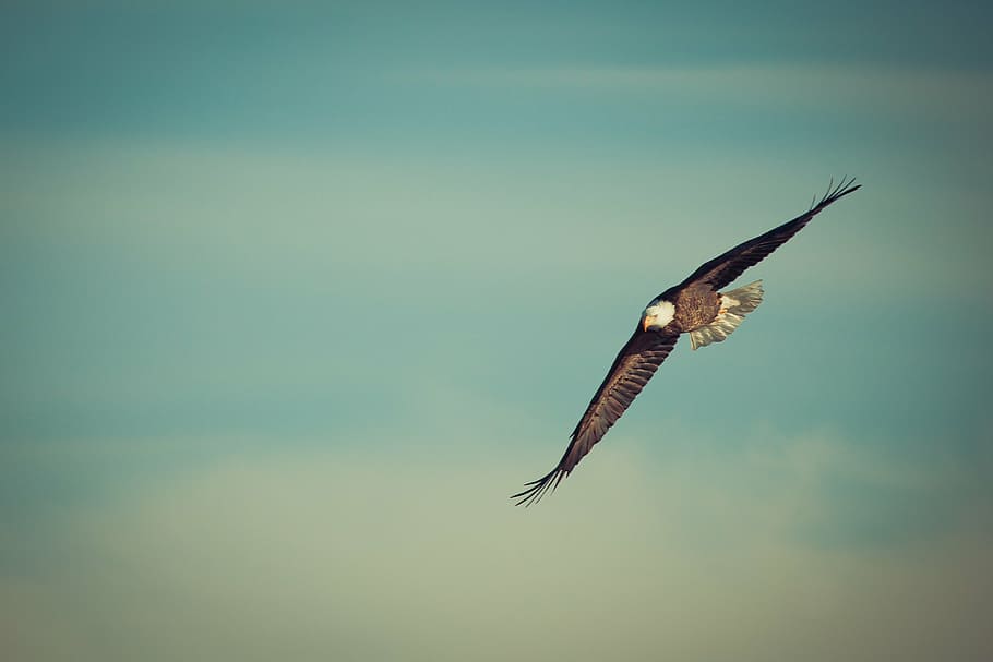 selective focus photo of bald eagle spreading wings over skies HD wallpaper