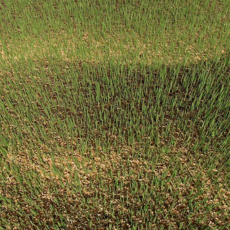 grass, landscape, grassland, nature, plant, green color, field HD wallpaper