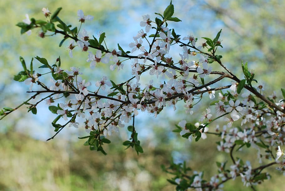 Flowers, Spring, Tree, Branch, spring flowers, blossom, springtime HD wallpaper