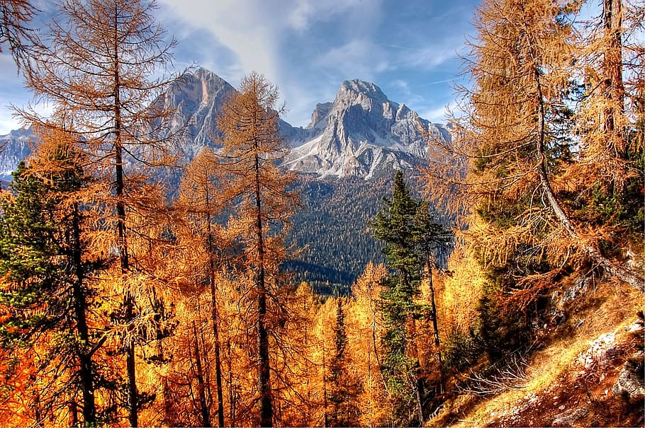 brown trees, dolomites, mountains, italy, alpine, view, nature, HD wallpaper