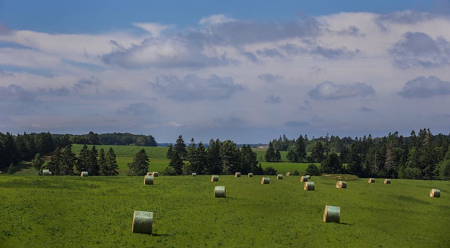 landscape, bales of hay, hay bales, fields, grass, nature, pre
