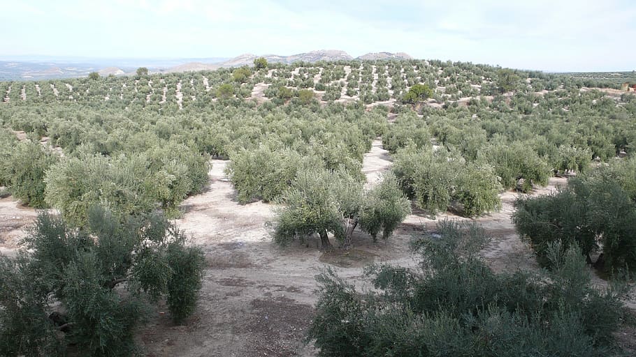 olive, nature, olivas, vegetable, field, autumn, harvest, plant HD wallpaper