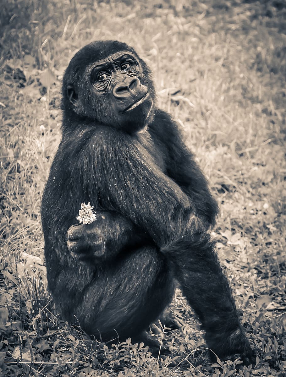 black sitting gorilla, monkey, puppy, ape, endangered species HD wallpaper