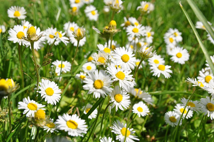 daisy, meadow, spring, flowers, flower meadow, nature, wildflowers HD wallpaper