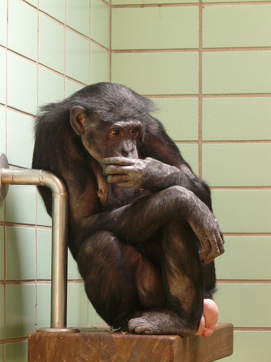 Chimpanzee, Monkey, Zoo, Caught, Sad, lonely, cage, leave, kahl HD wallpaper