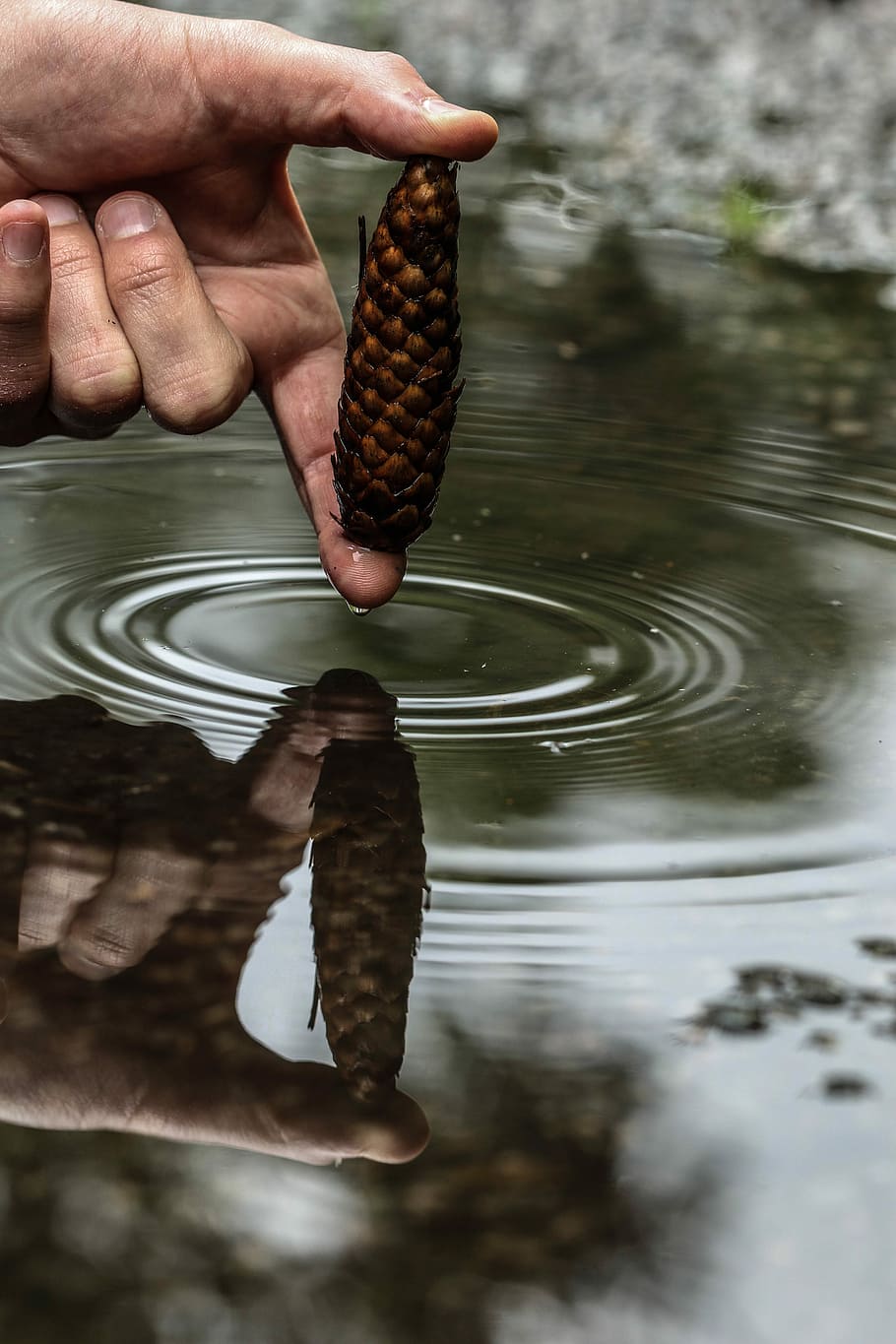 pinecone, puddle, wet, water, rain, human hand, human body part HD wallpaper