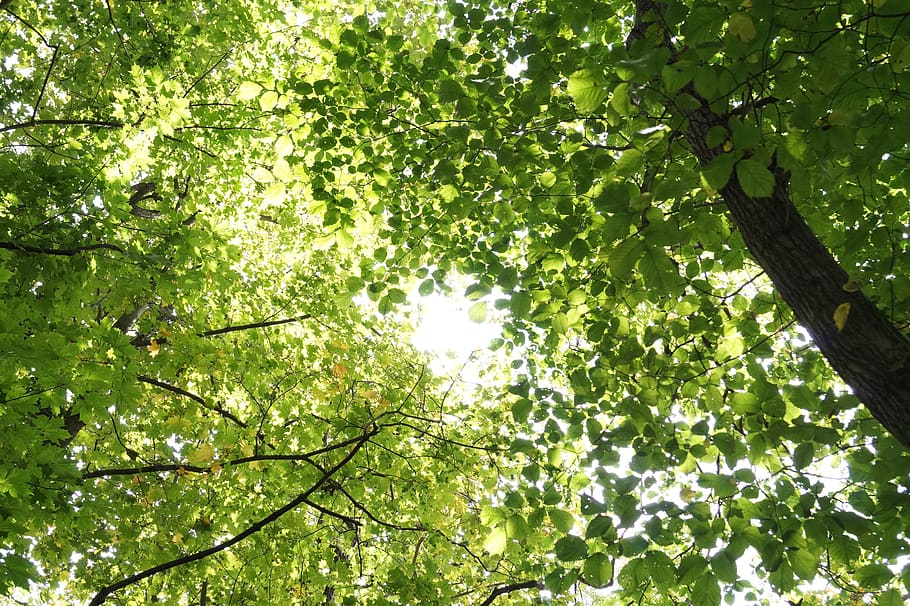 trees, view, landscape, nature, park, plant, low angle view HD wallpaper