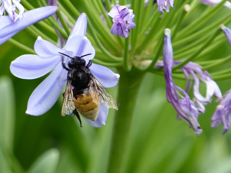 flower, blue, insect, bee, nature, pollination, pollen, honey HD wallpaper