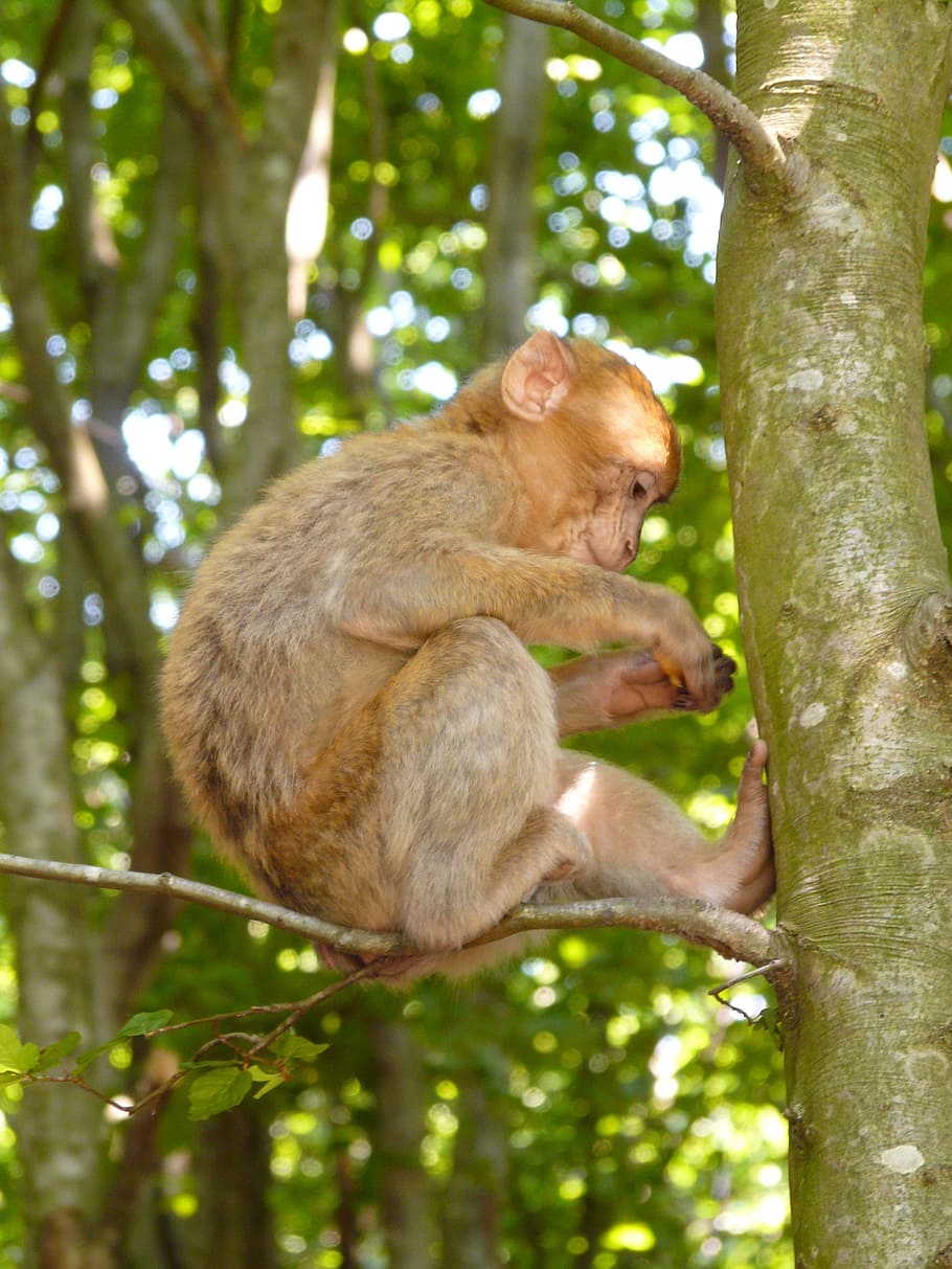 monkey mountain, salem, barbary ape, animal, mammal, tree, animal wildlife HD wallpaper