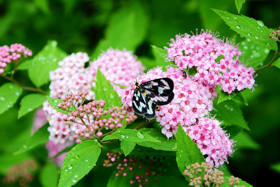 butterfly, flower, desktop, flowering plant, animal themes HD wallpaper