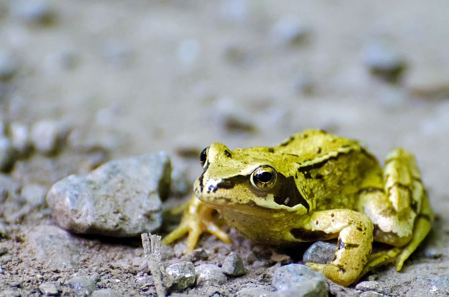 frog, pet, wet, green, zoology, brown, amphibian, fauna, looking HD wallpaper