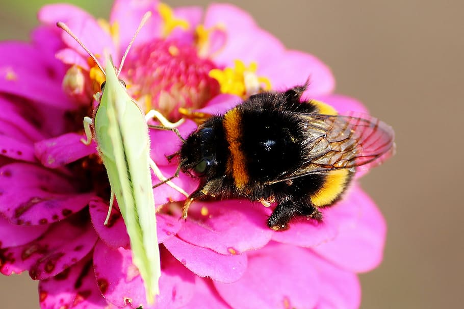 flower, blossom, bloom, butterfly, white, bee, nectar, pollen HD wallpaper