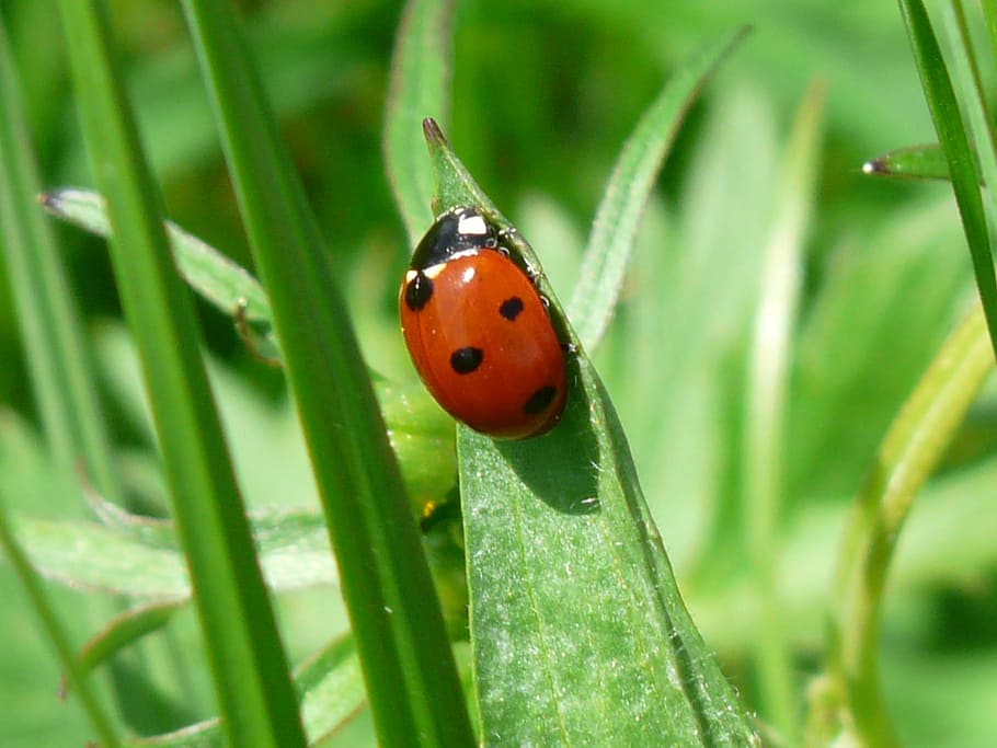 10 spotted ladybug, beetle, red, points, lucky charm, leaf HD wallpaper