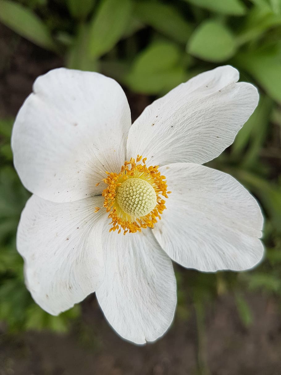 flowers, spring, white, blooms, flowering plant, vulnerability HD wallpaper