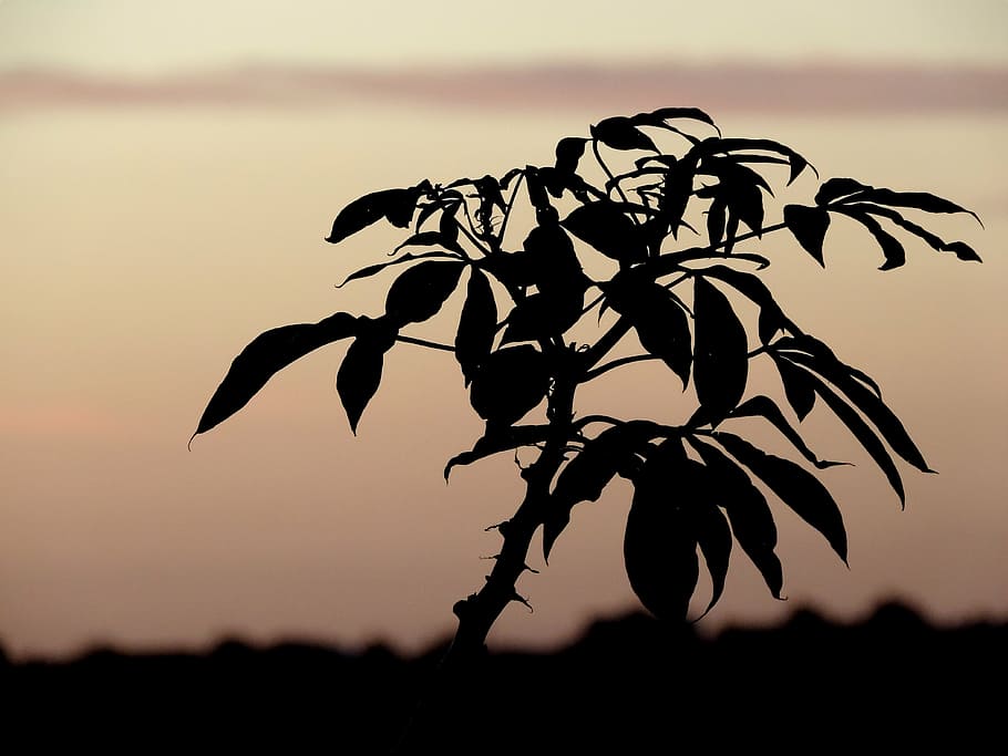 silhouette, shadow, eventide, sunset, plant, sky, nature, focus on foreground HD wallpaper