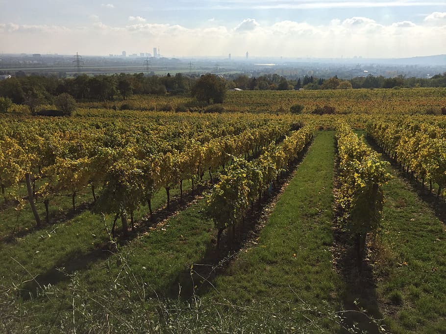 vineyard, horizon, clouds, skyline, landscape, growth, agriculture HD wallpaper