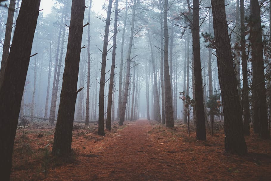 dirt road in the middle of forest, explore, fog, wood, tree HD wallpaper