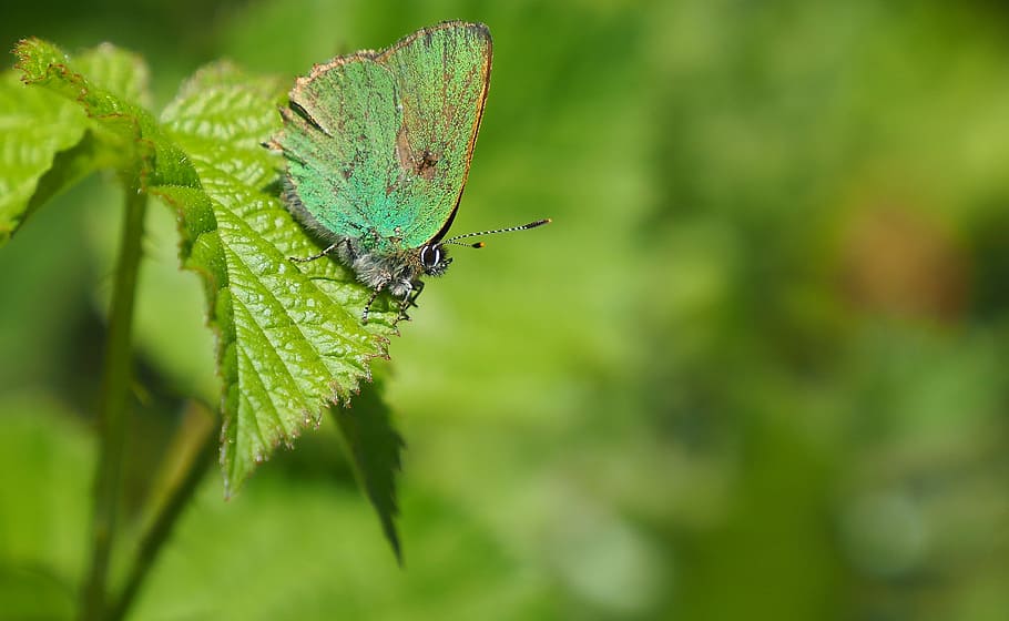 butterfly, nature, leaf, macro, provence, insect, butterfly - Insect HD wallpaper