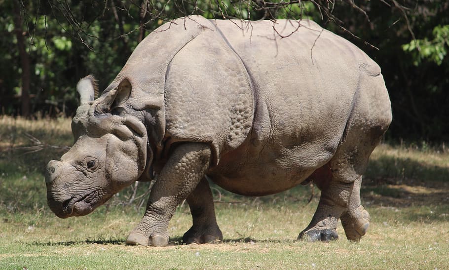 rhinoceros, animal, mammal, nature, wild, wildlife, big, barbaric, HD wallpaper