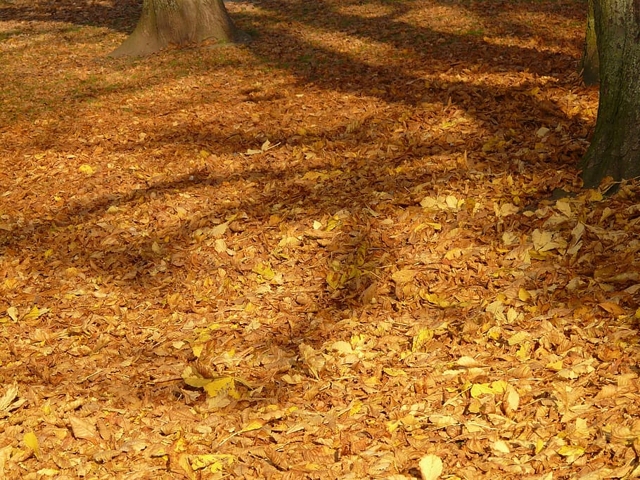 Autumn, Run, Light, Shadow, Colorful, chestnut leaves, nature HD wallpaper